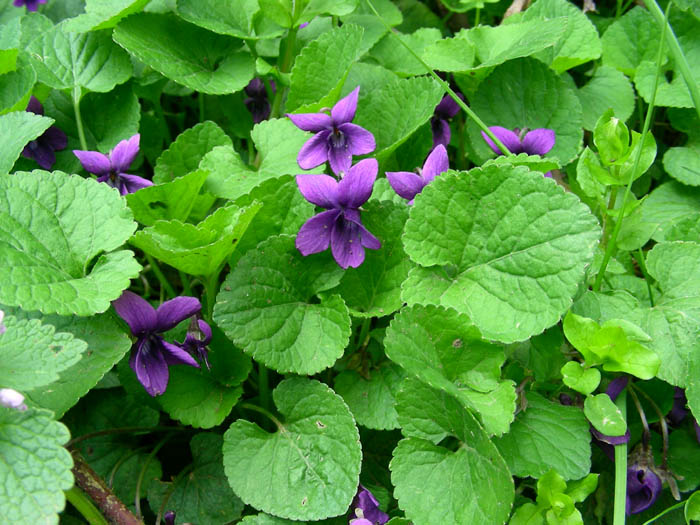 Lamium purpureum e Viola odorata