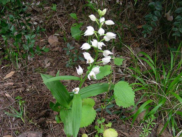 Cephalanthera longifolia - fotog.07.04.09.