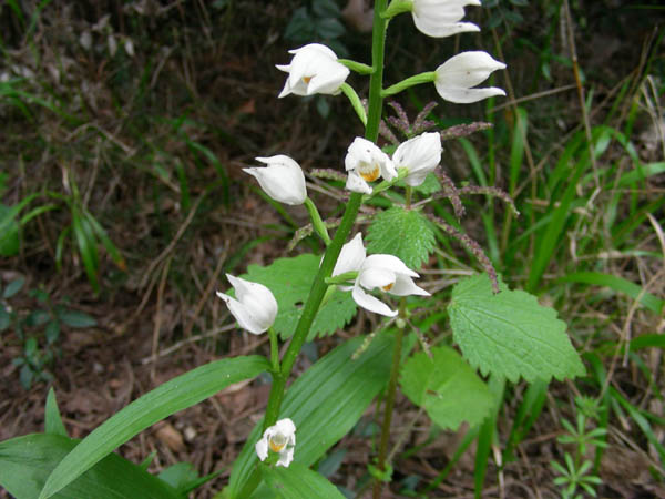 Cephalanthera longifolia - fotog.07.04.09.