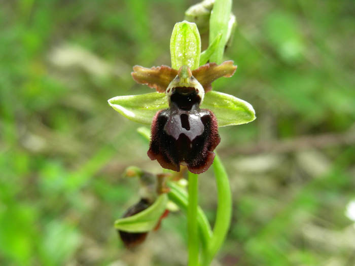 Un fiore.