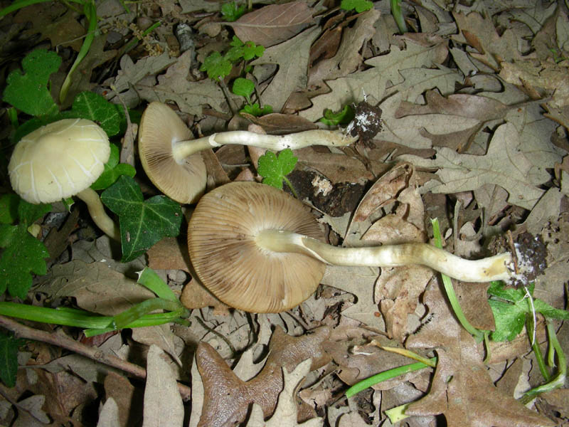 Allego altri ritrovamenti del 27.04.2010. di   Agrocybe?