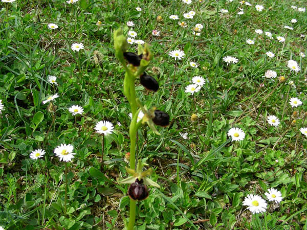 Un fiore.