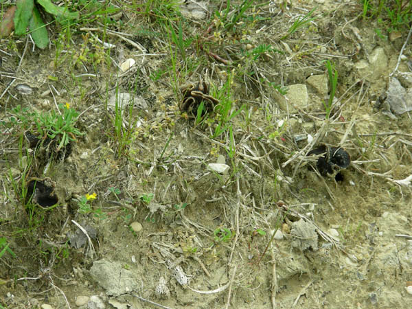 Helvella spadicea