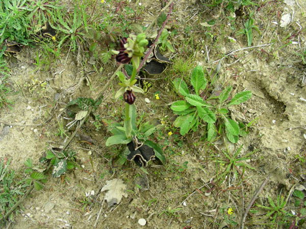 Helvella spadicea