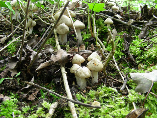 Calocybe gambosa fotog. 18.04.09.