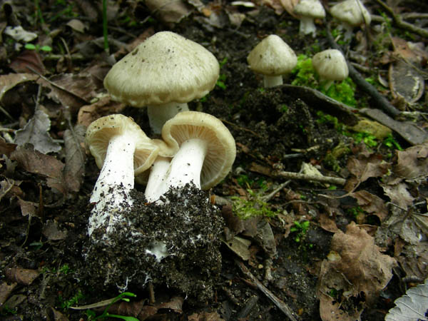 Calocybe gambosa fotog. 18.04.09.