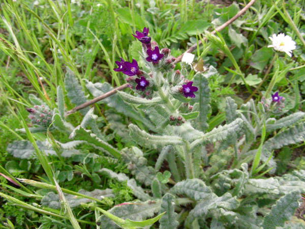 Anchusa undulata subsp. hybrida e Borago officinalis