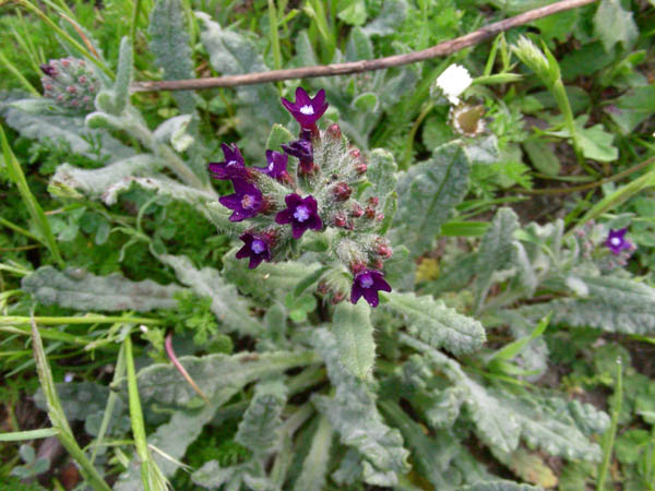 Anchusa undulata subsp. hybrida e Borago officinalis