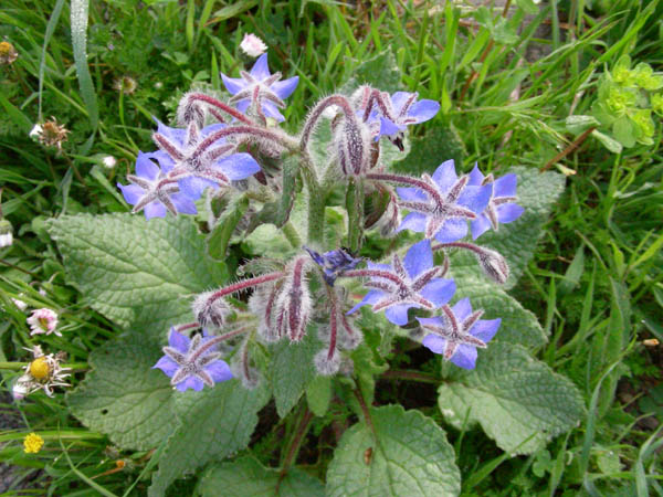 Anchusa undulata subsp. hybrida e Borago officinalis