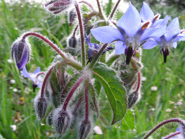 Anchusa undulata subsp. hybrida e Borago officinalis