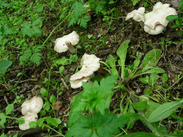 Calocybe gambosa fotog. 18.04.09.