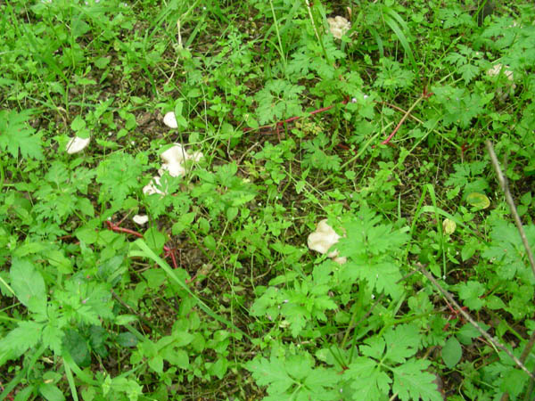 Calocybe gambosa fotog. 18.04.09.