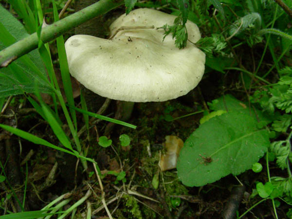 Calocybe gambosa fotog. 18.04.09.