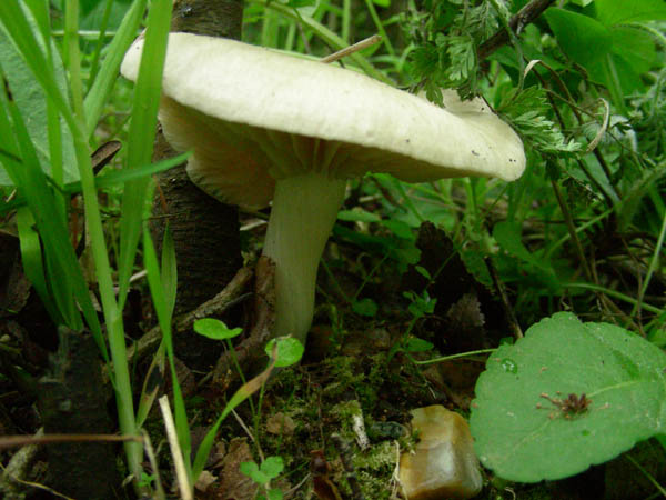 Calocybe gambosa fotog. 18.04.09.