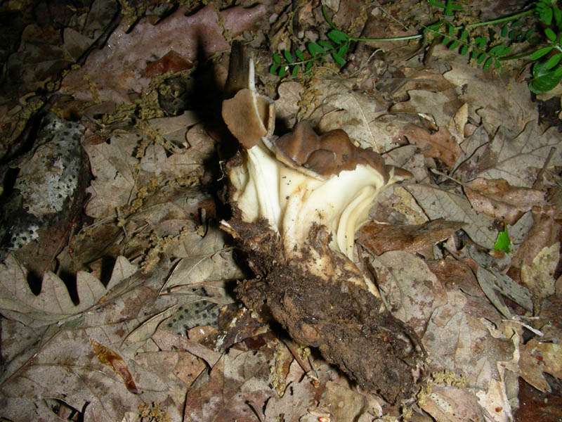 Helvella acetabulum?fotog.il 4.05.2010.