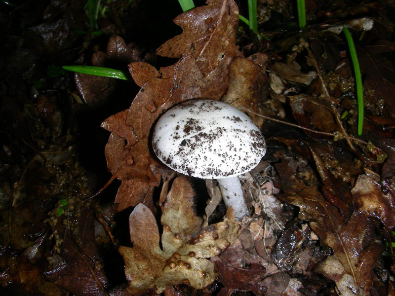 Amanita fotog.il04.05.2010.