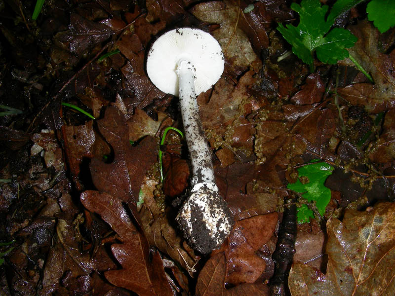 Amanita fotog.il04.05.2010.