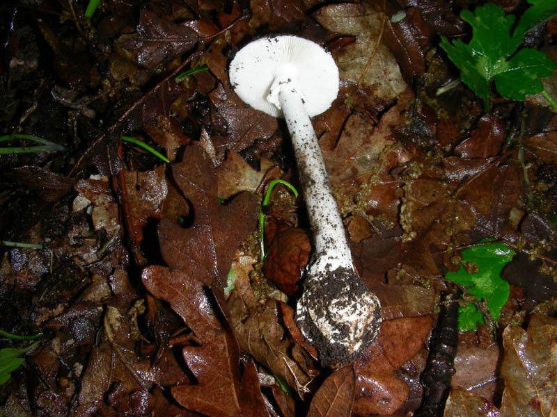 Amanita fotog.il04.05.2010.