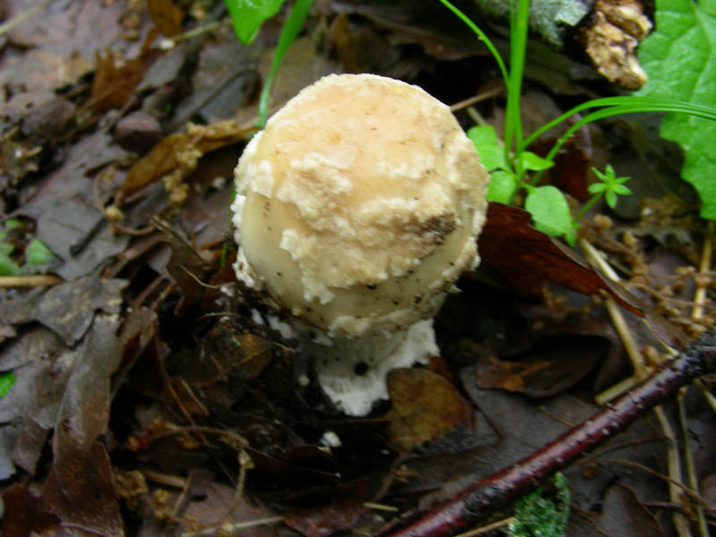 Amanita sconosciuta fotog.11.05.2010.