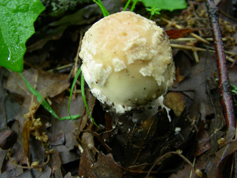 Amanita sconosciuta fotog.11.05.2010.