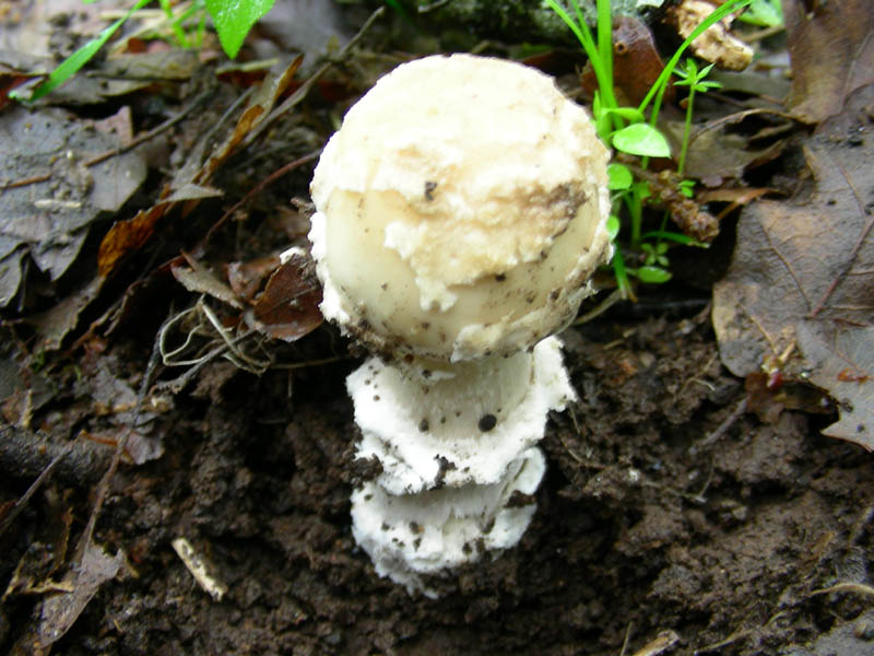 Amanita sconosciuta fotog.11.05.2010.