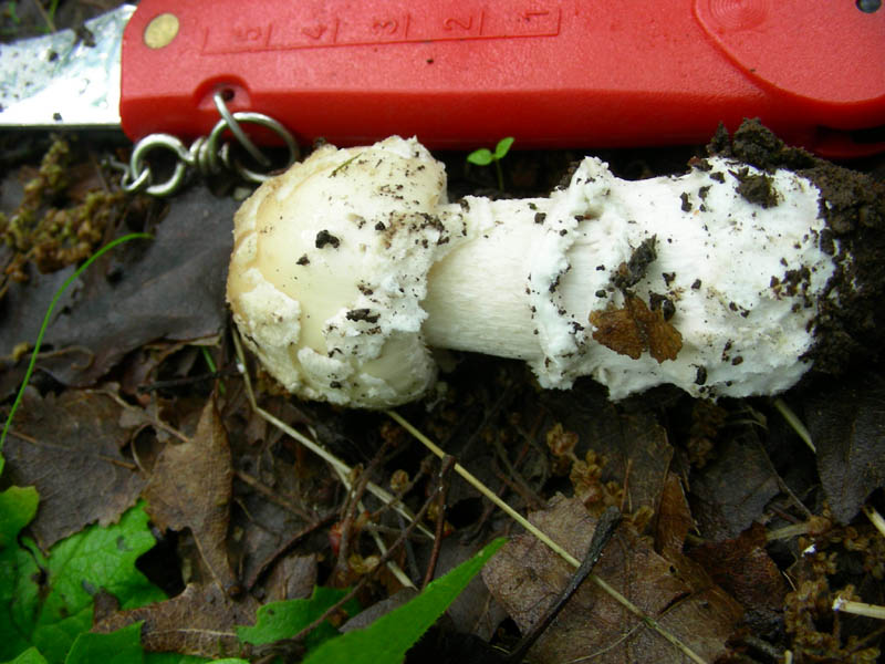 Amanita sconosciuta fotog.11.05.2010.