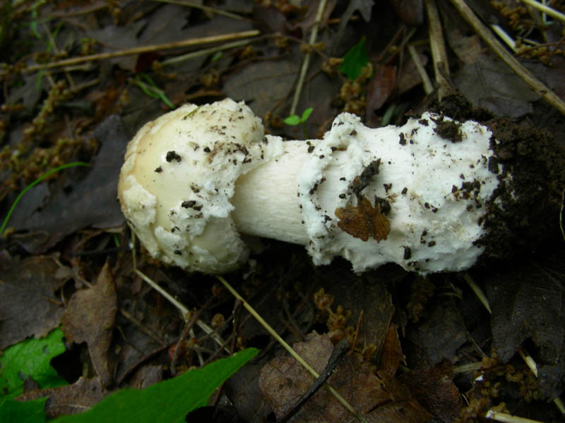 Amanita sconosciuta fotog.11.05.2010.