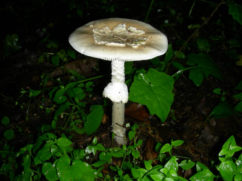 Amanita fotog.il 13.05.2010.