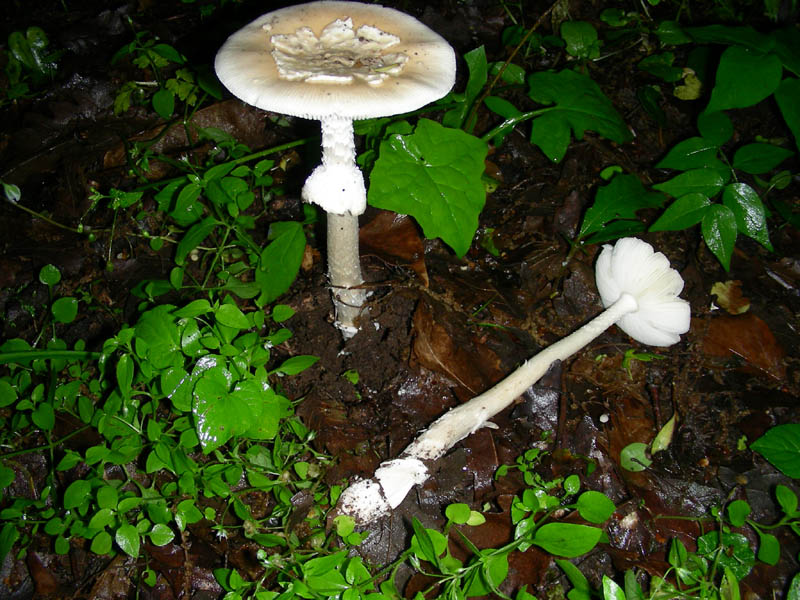 Amanita fotog.il 13.05.2010.