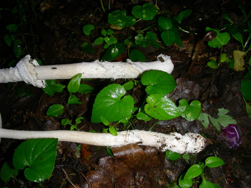 Amanita fotog.il 13.05.2010.