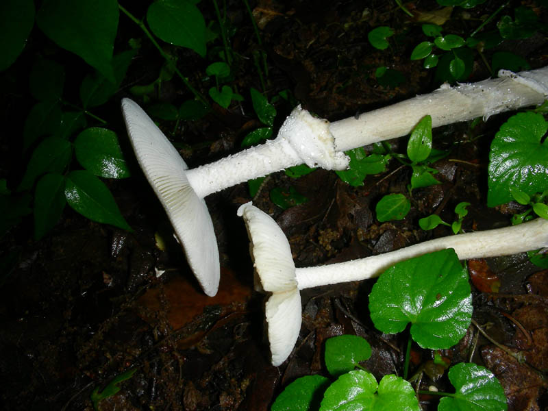 Amanita fotog.il 13.05.2010.