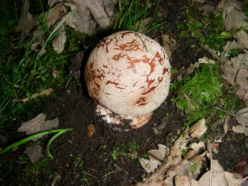 Amanita rubescens var. radicata (da cnfermare)fot.18.05.10.