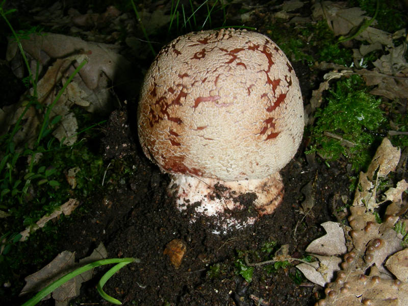 Amanita rubescens var. radicata (da cnfermare)fot.18.05.10.