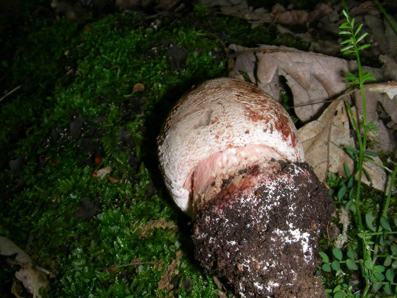 Amanita rubescens var. radicata (da cnfermare)fot.18.05.10.