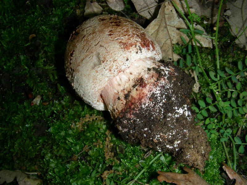 Amanita rubescens var. radicata (da cnfermare)fot.18.05.10.