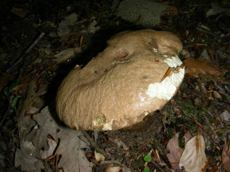 Boletus fotog.21.05.2010