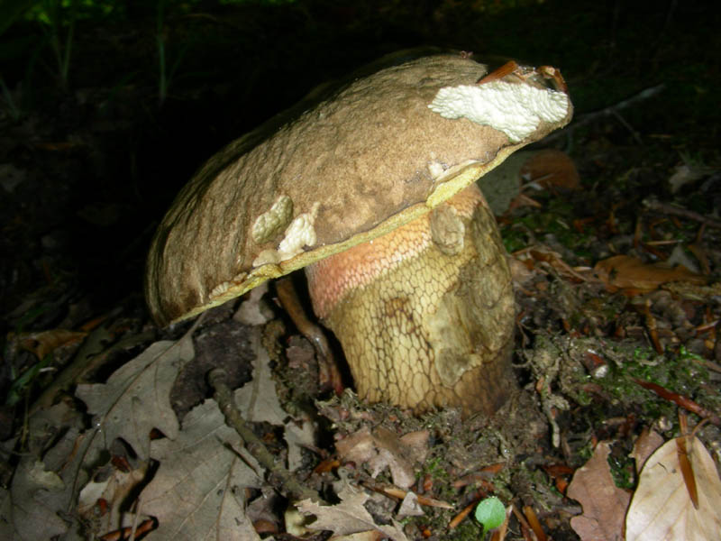 Boletus fotog.21.05.2010