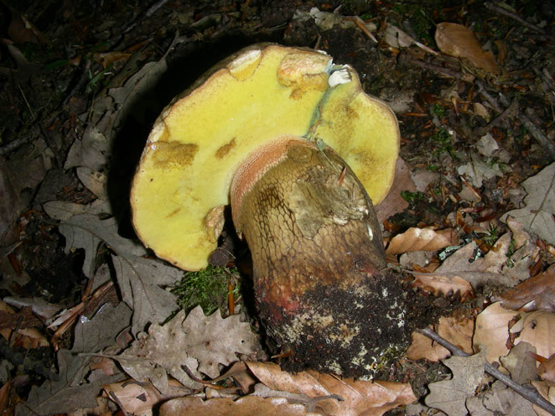 Boletus fotog.21.05.2010