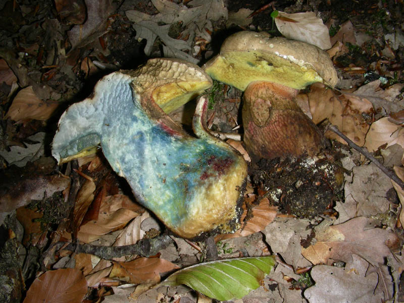 Boletus fotog.21.05.2010