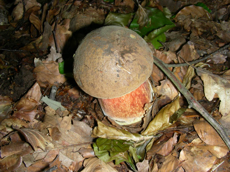 Altro boletus fotog. il21.05.2010.