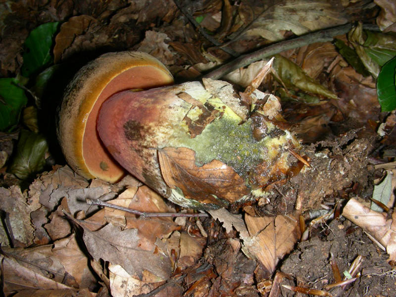 Altro boletus fotog. il21.05.2010.