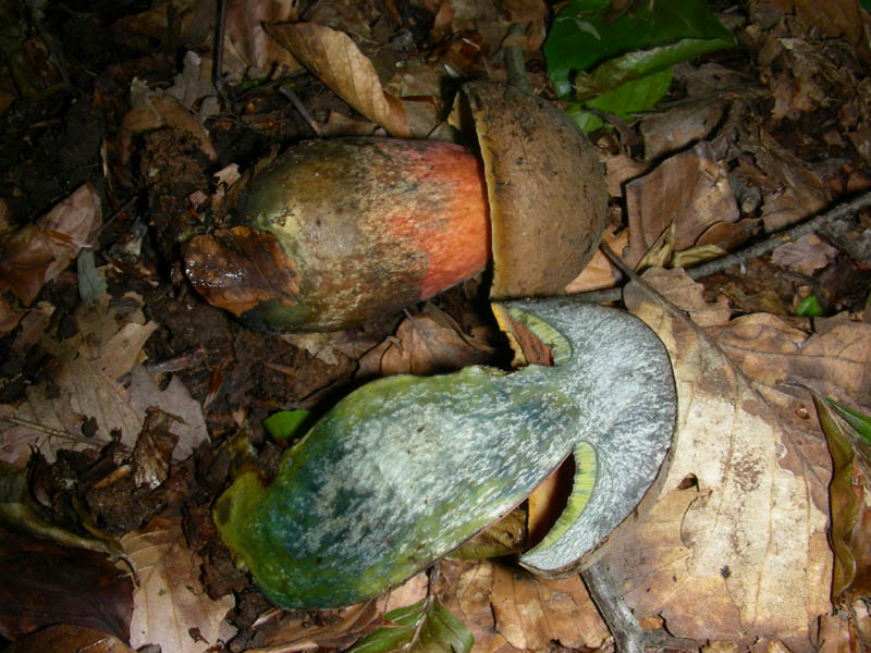 Altro boletus fotog. il21.05.2010.