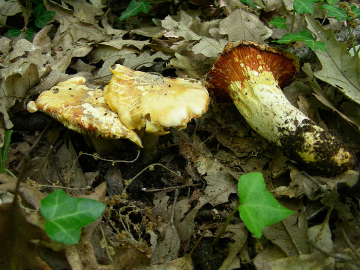 Cantharellus alborufescens??