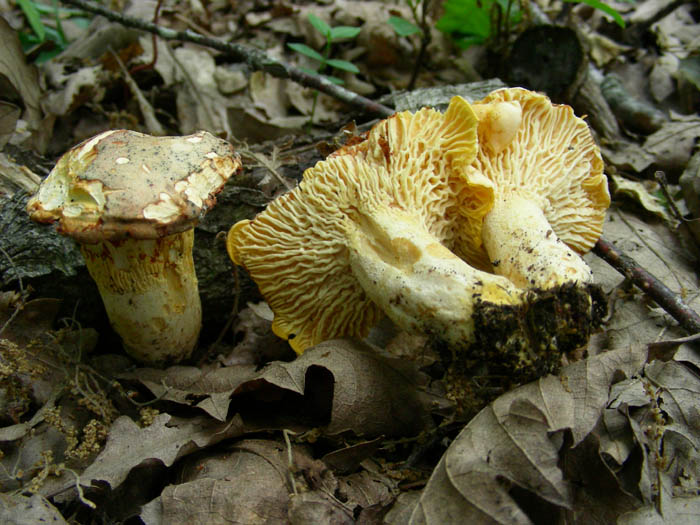 Cantharellus alborufescens??