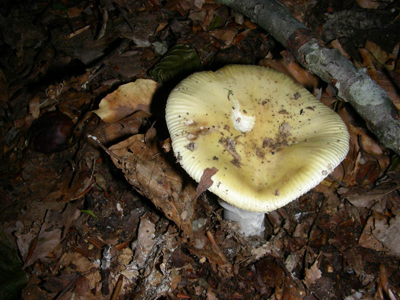 Amanita fotog il22.05.2010.