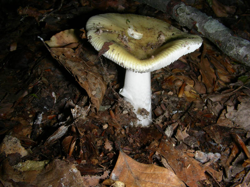 Amanita fotog il22.05.2010.