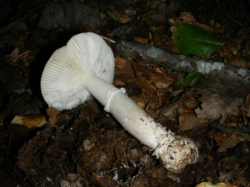 Amanita fotog il22.05.2010.