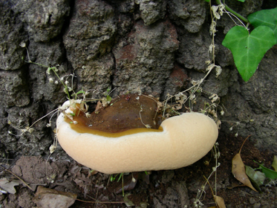 ritrovamento il.15.07.08. (Ganoderma sp.)