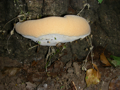 ritrovamento il.15.07.08. (Ganoderma sp.)