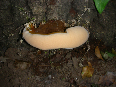 ritrovamento il.15.07.08. (Ganoderma sp.)